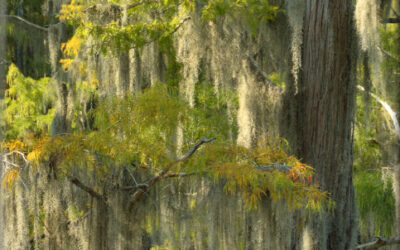 Bald Cypress (This image is in panoramic format)