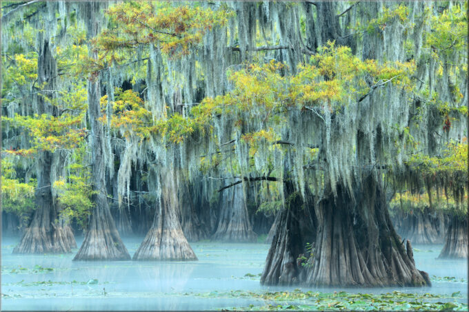 Texas Bayou