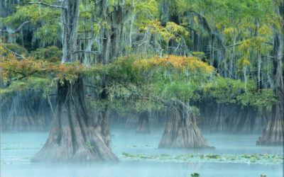 Blue Bayou Fog