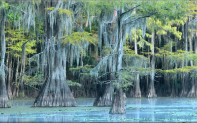 Blue Bayou Panoramic