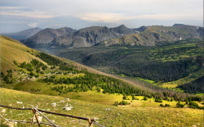 Forest Canyon