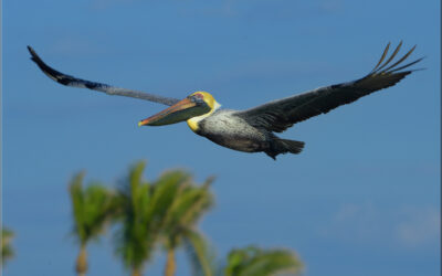 Pelican Flight