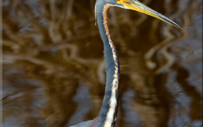 Tricolored Heron